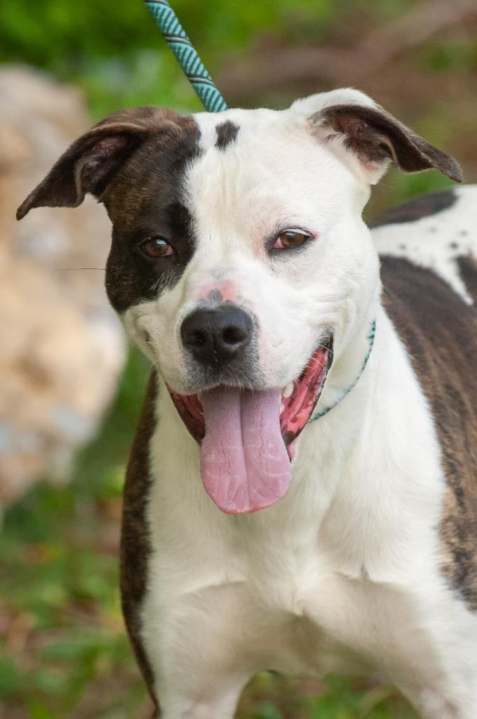 Milky Way, a Adoptable mixed breed in Johnson City, TN image 2/4