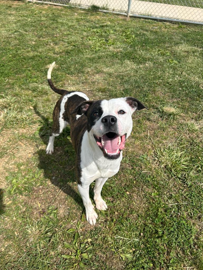 Milky Way, a Adoptable mixed breed in Johnson City, TN image 3/4