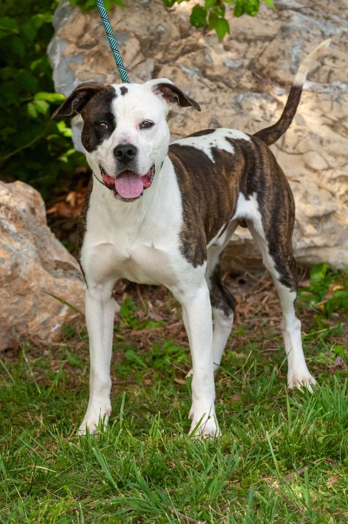 Milky Way, a Adoptable mixed breed in Johnson City, TN image 4/4