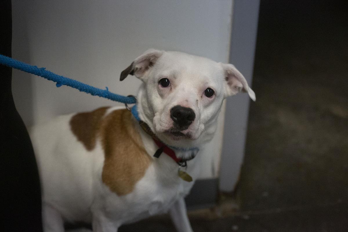 Enlarge Sophie, a Adoptable Terrier in Mountain Home, AR image 1/1