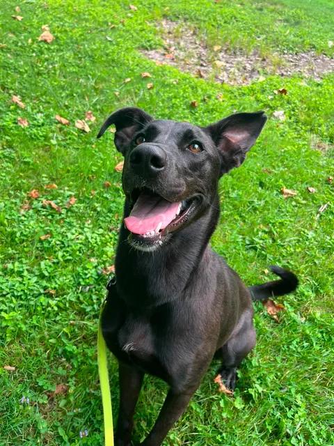 Enlarge Ellie, an adoptable mixed breed in Parma, OH image 4/5