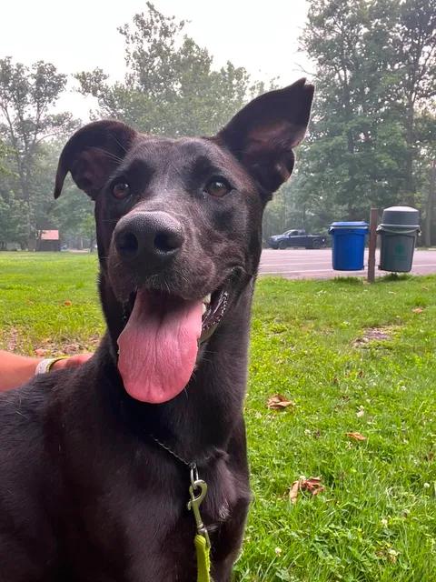 Enlarge Ellie, an adoptable mixed breed in Parma, OH image 1/5