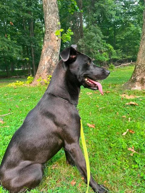 Enlarge Ellie, an adoptable mixed breed in Parma, OH image 3/5