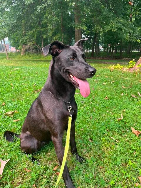 Enlarge Ellie, an adoptable mixed breed in Parma, OH image 5/5