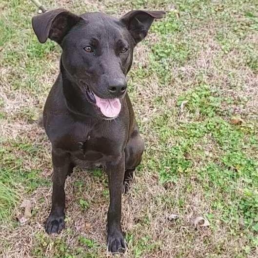 Enlarge Ellie, an adoptable mixed breed in Parma, OH image 2/5