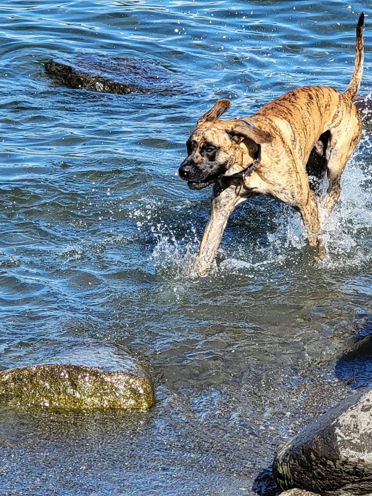Enlarge Henry, a Adoptable mixed breed in Kirkland, WA image 6/6