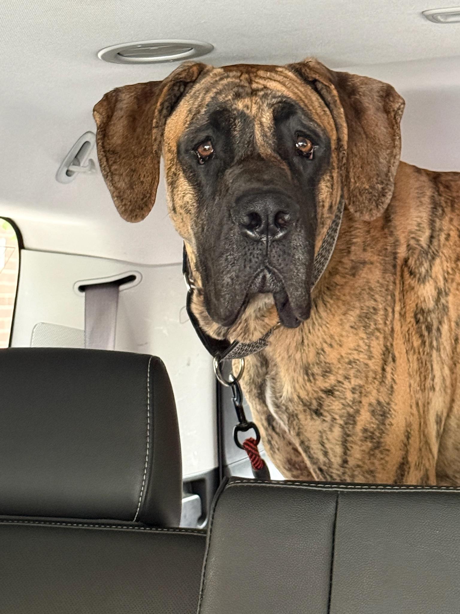 Henry, Adoptable, Young Male Great Dane.