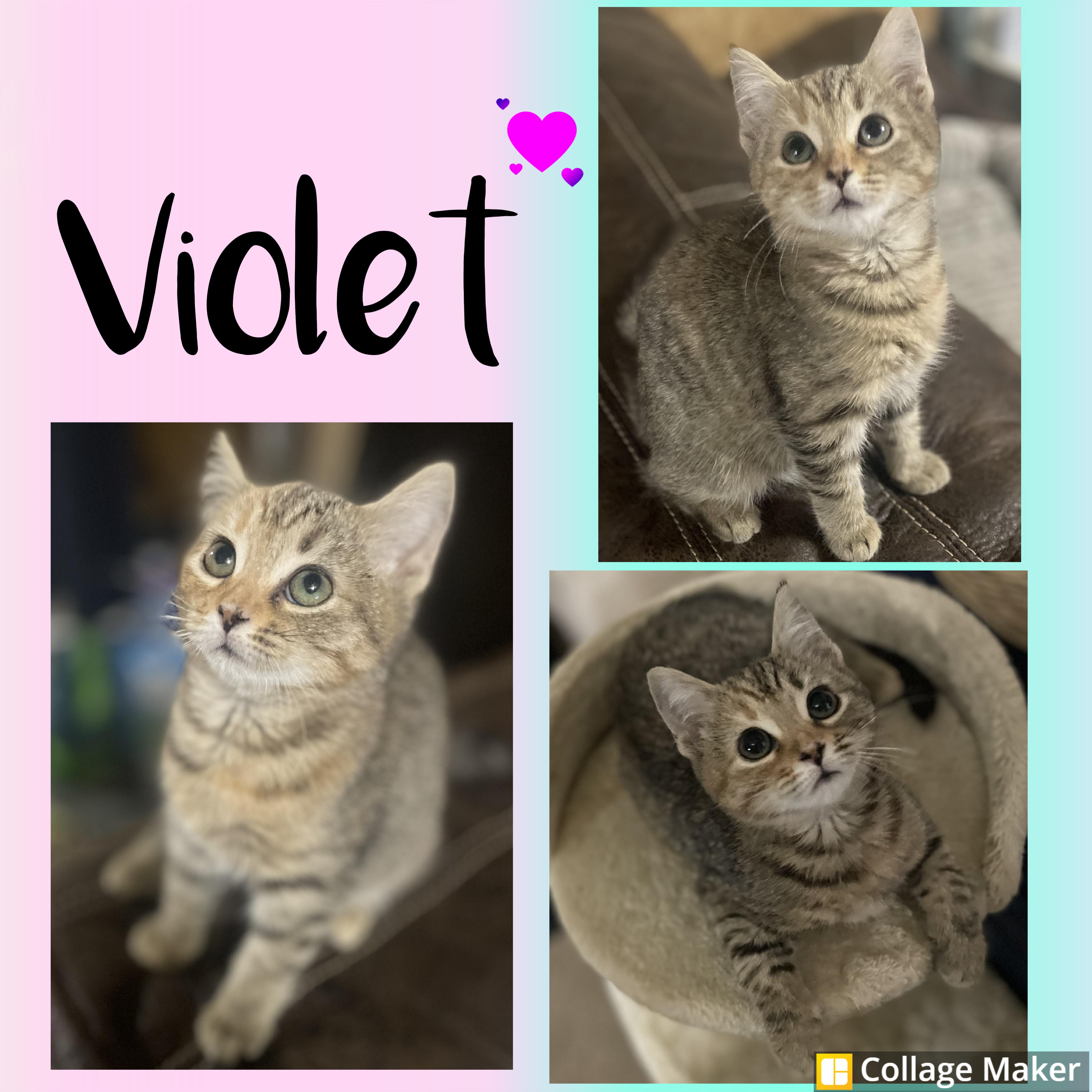 Violet