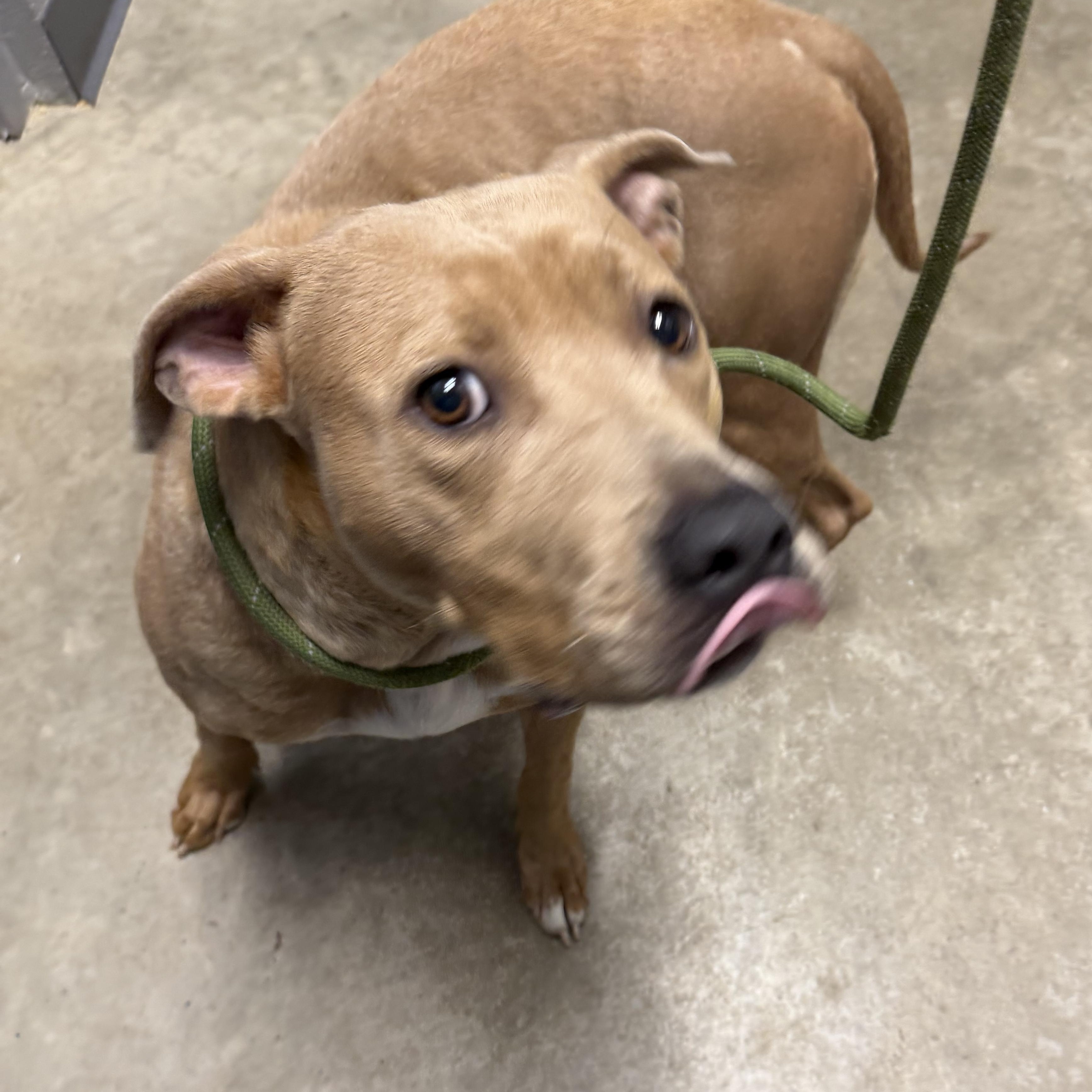 Juno, ADOPTABLE, Adult Female Terrier & Retriever.