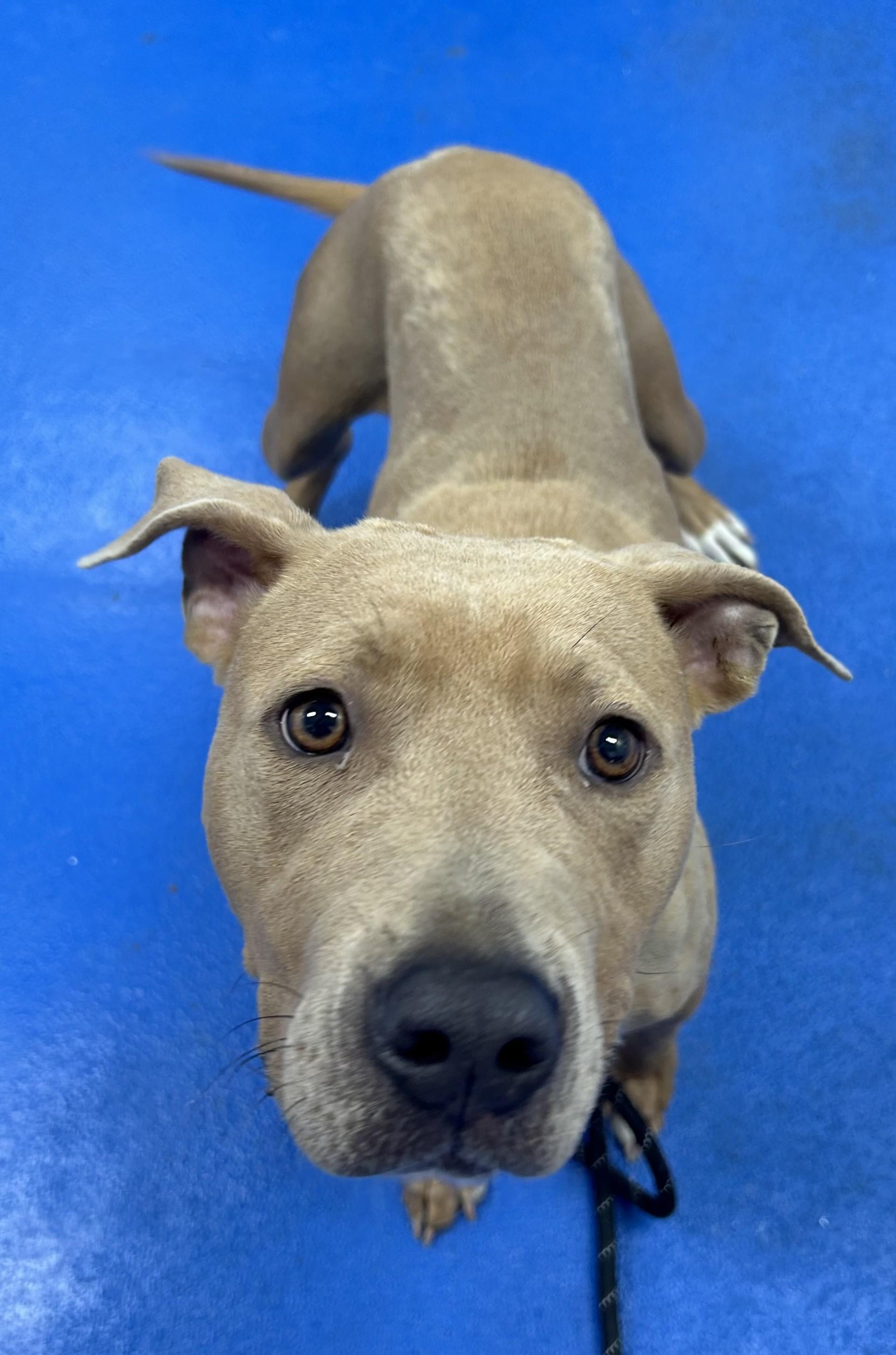 Enlarge Juno, a ADOPTABLE mixed breed in Lancaster, SC image 1/1