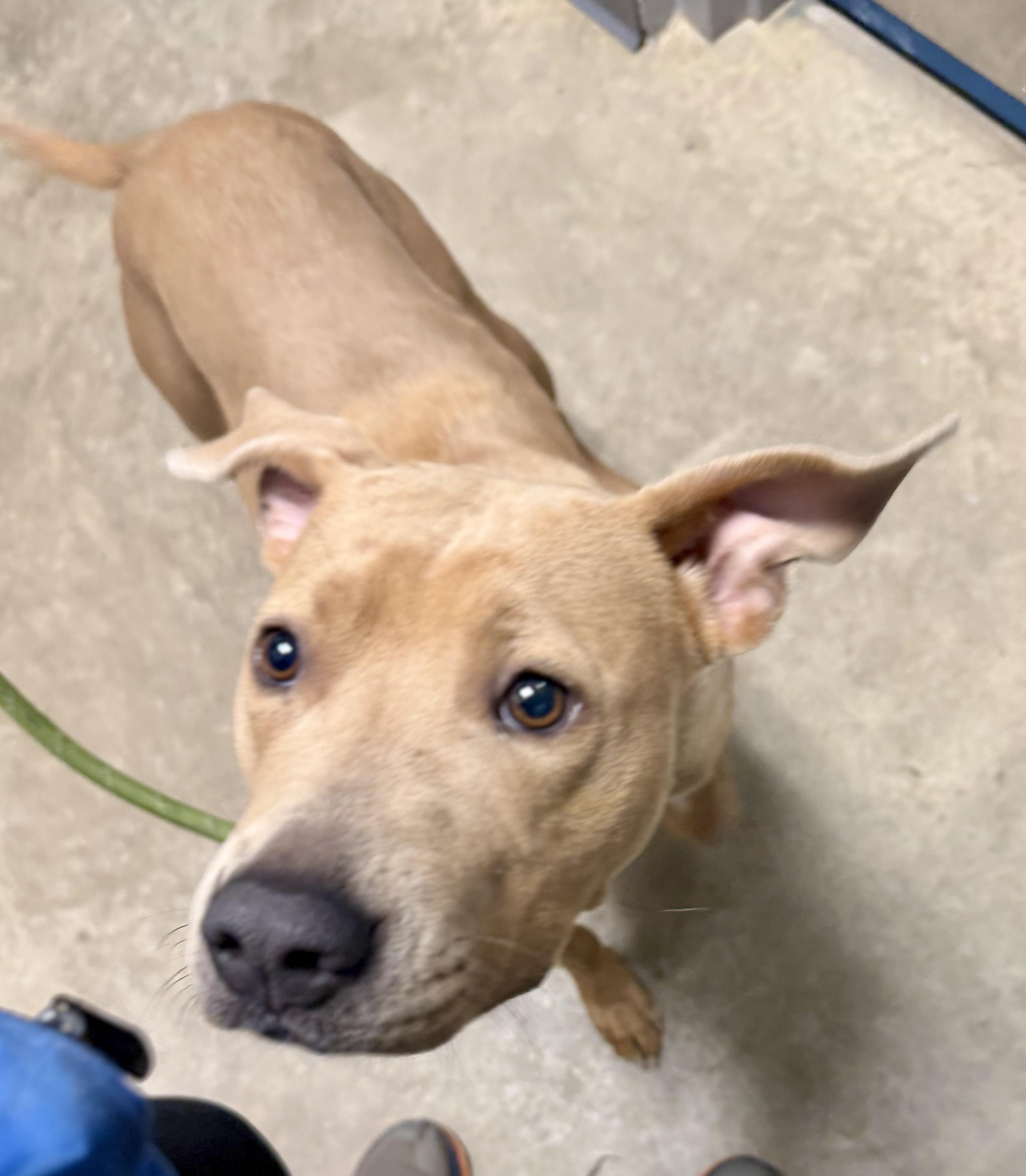 Enlarge Juno, a ADOPTABLE mixed breed in Lancaster, SC image 2/4