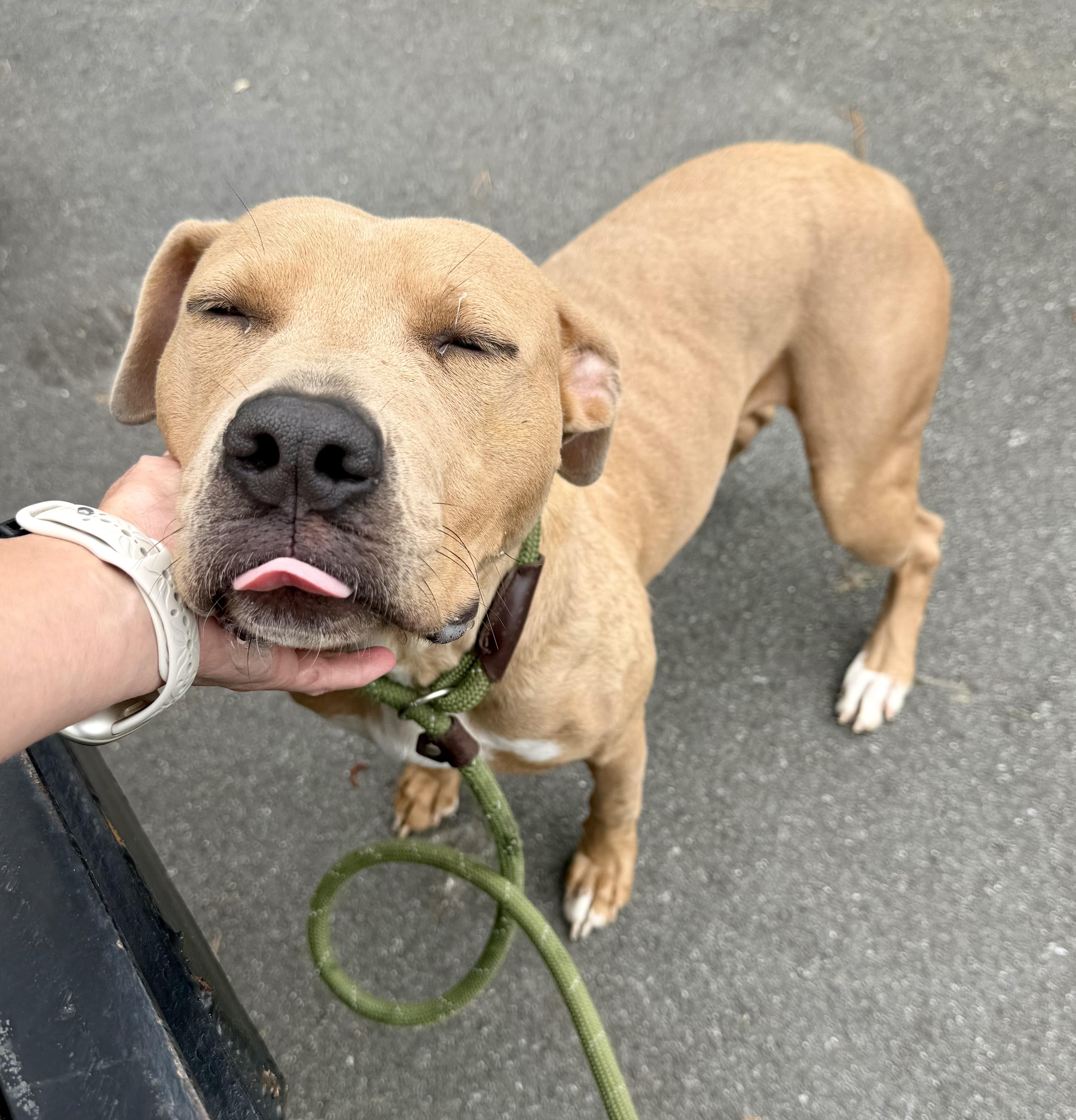 Enlarge Juno, a ADOPTABLE mixed breed in Lancaster, SC image 4/4