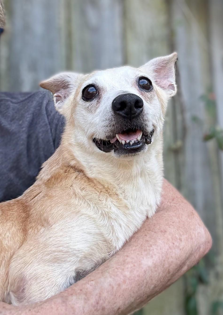 Enlarge Jenny (Deb-fostered in TN), a Adoptable mixed breed in Brooklyn, CT image 2/3