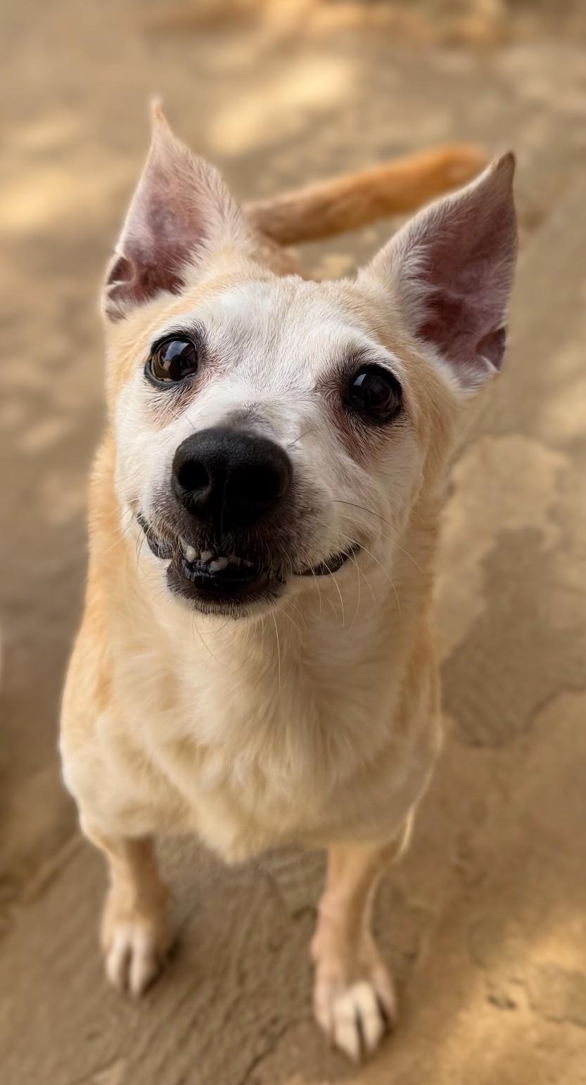 Enlarge Jenny (Deb-fostered in TN), a Adoptable mixed breed in Brooklyn, CT image 3/3