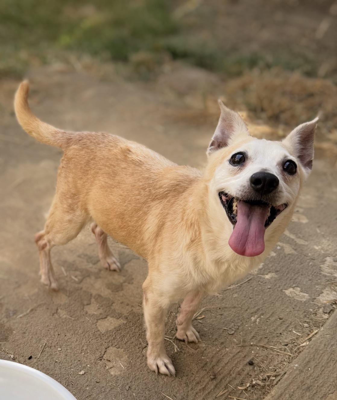 Enlarge Jenny (Deb-fostered in TN), a Adoptable mixed breed in Brooklyn, CT image 1/3