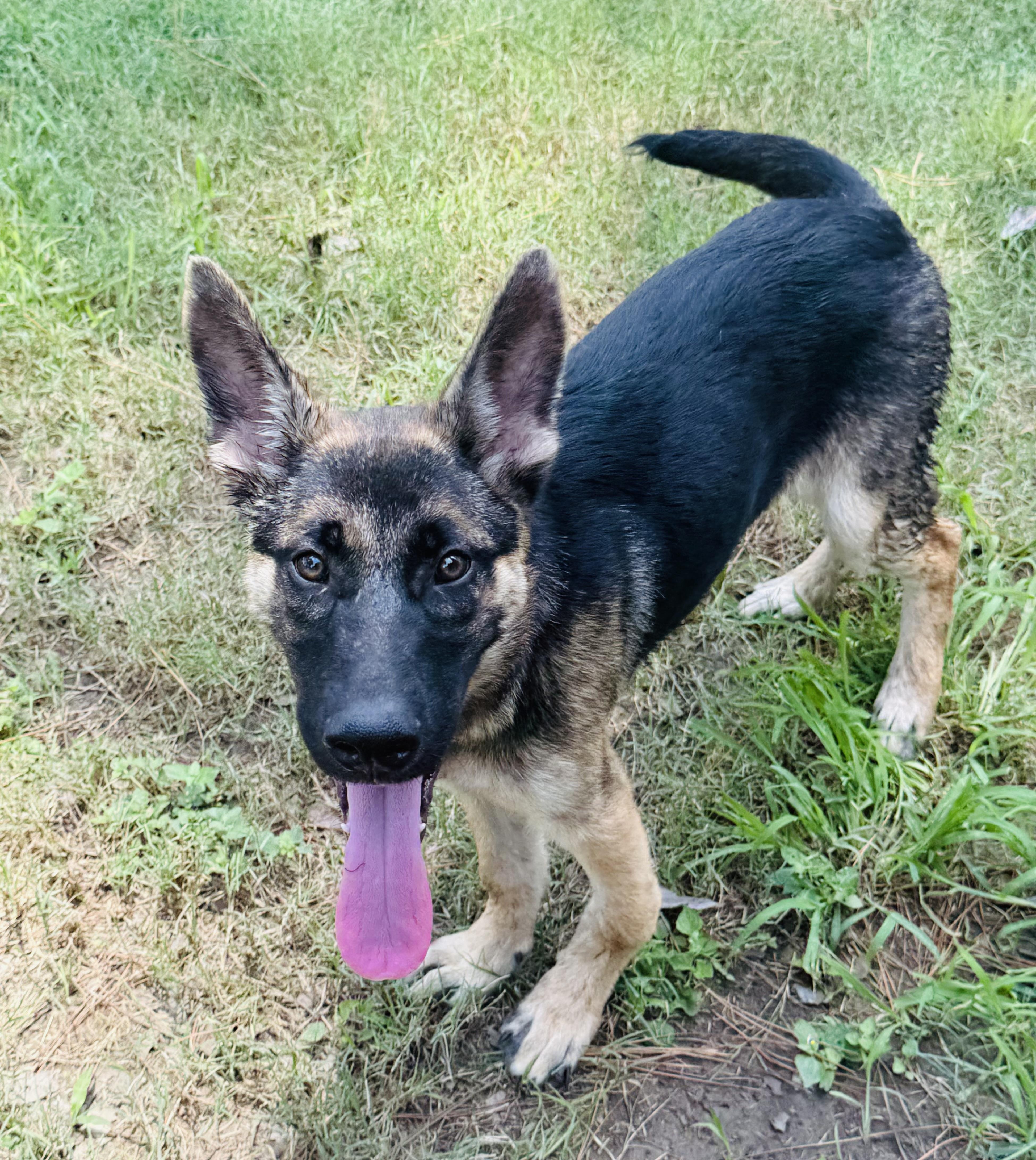 Asher, ADOPTABLE, Puppy Male German Shepherd Dog.