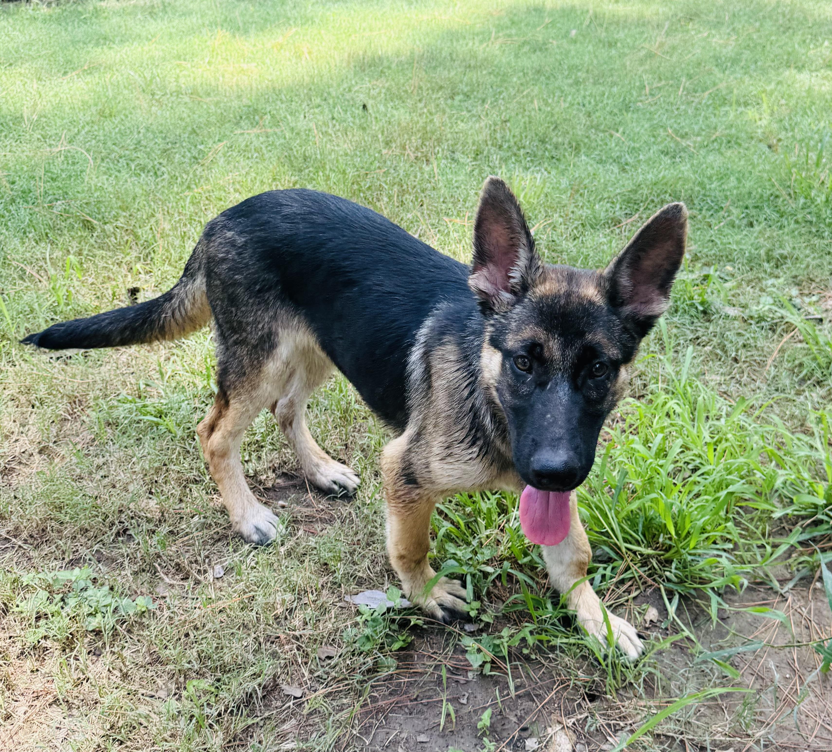 Asher, a ADOPTABLE German Shepherd Dog in Jefferson City, MO image 4/4