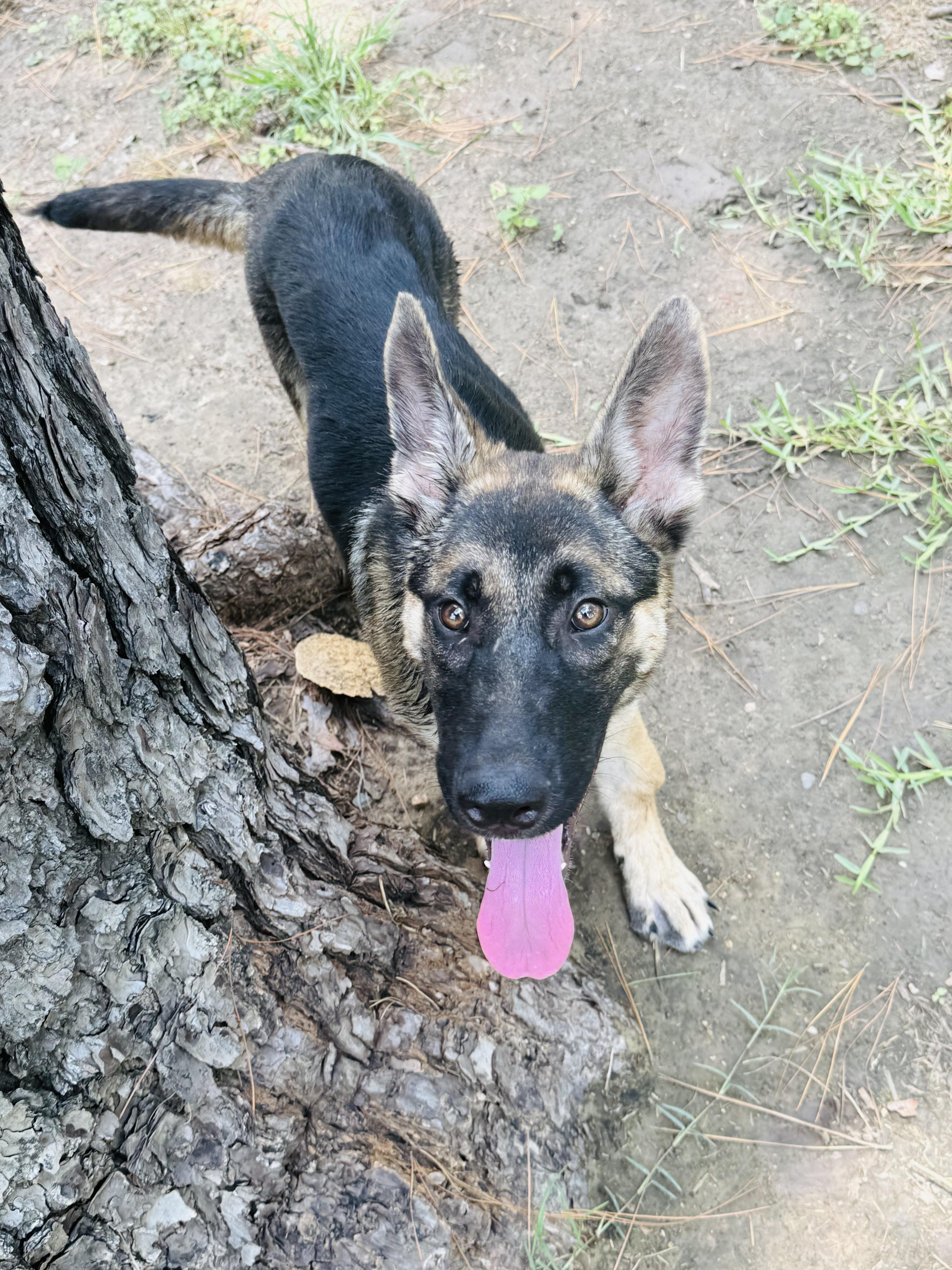 Asher, a ADOPTABLE German Shepherd Dog in Jefferson City, MO image 2/4