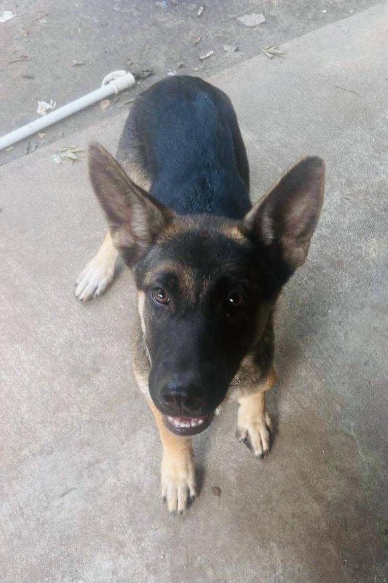 Asher, a ADOPTABLE German Shepherd Dog in Jefferson City, MO image 3/4