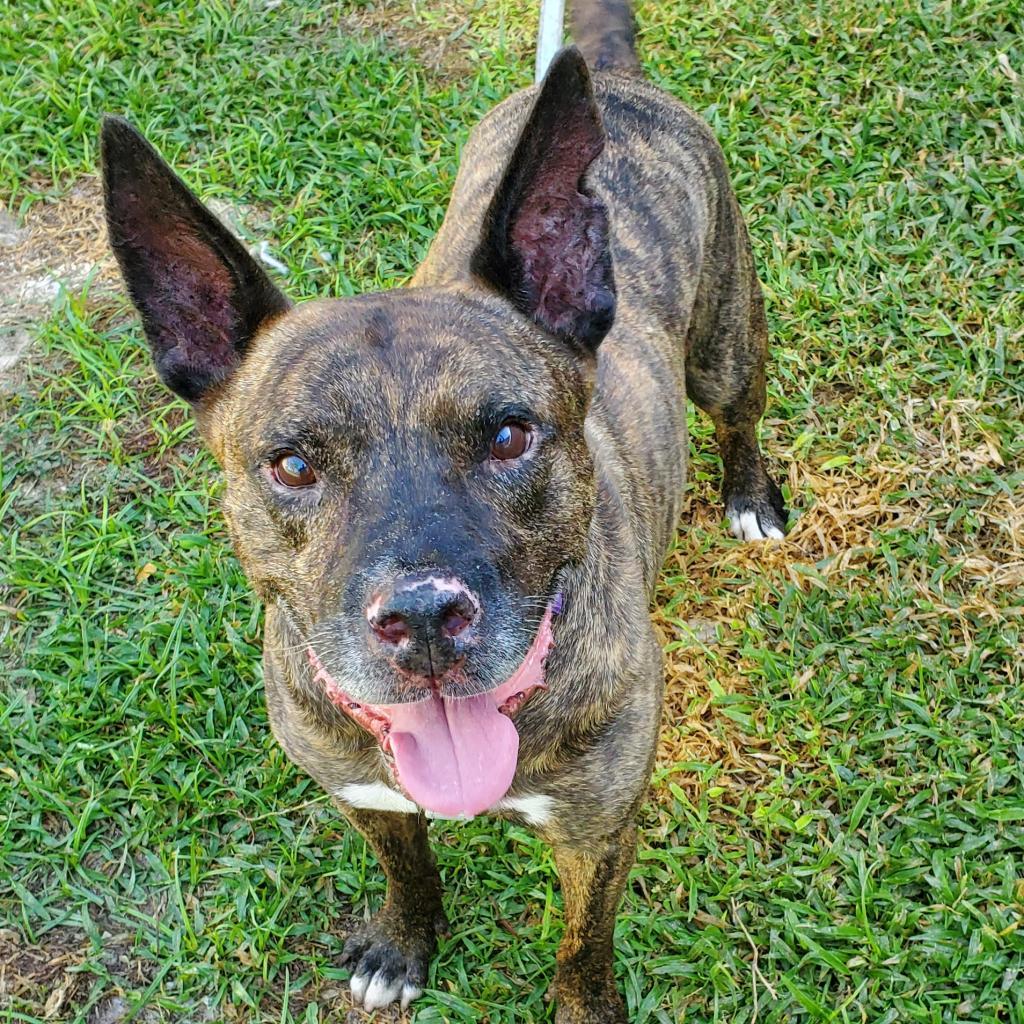 Enlarge Rando, a Adoptable Mixed Breed in Naples, FL image 1/6