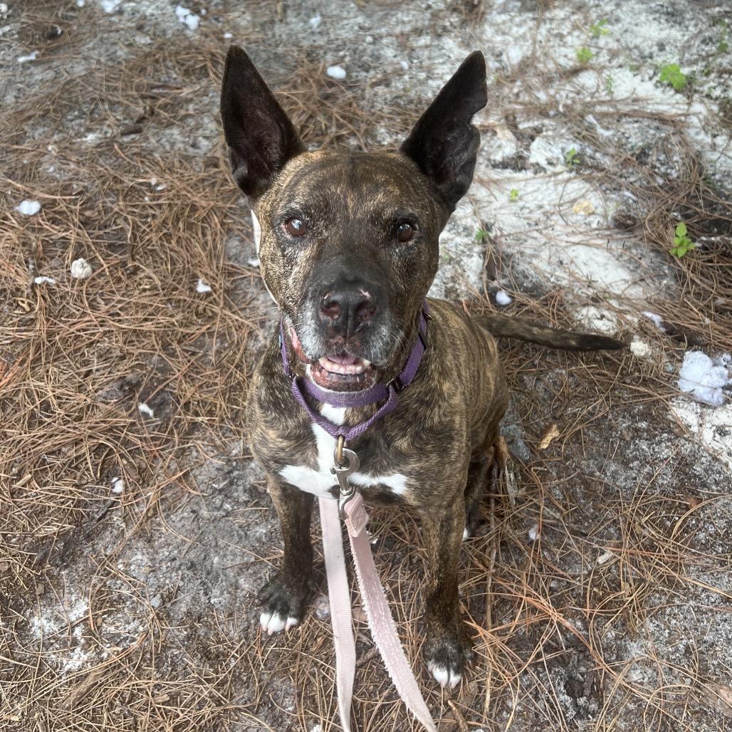 Enlarge Rando, a Adoptable Mixed Breed in Naples, FL image 2/6