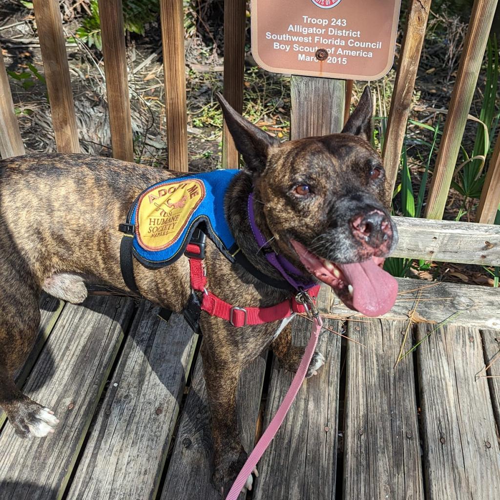 Enlarge Rando, a Adoptable Mixed Breed in Naples, FL image 3/6