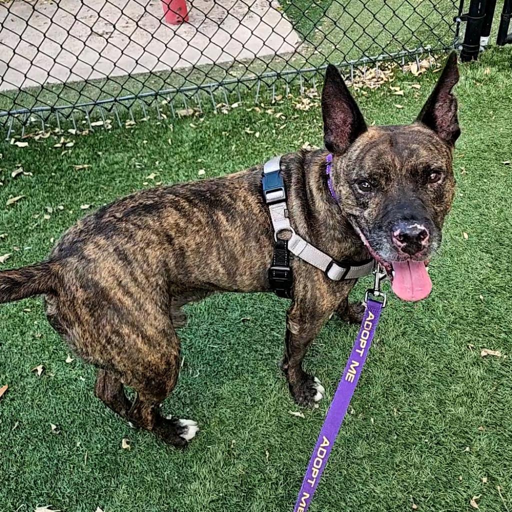 Enlarge Rando, a Adoptable Mixed Breed in Naples, FL image 4/6