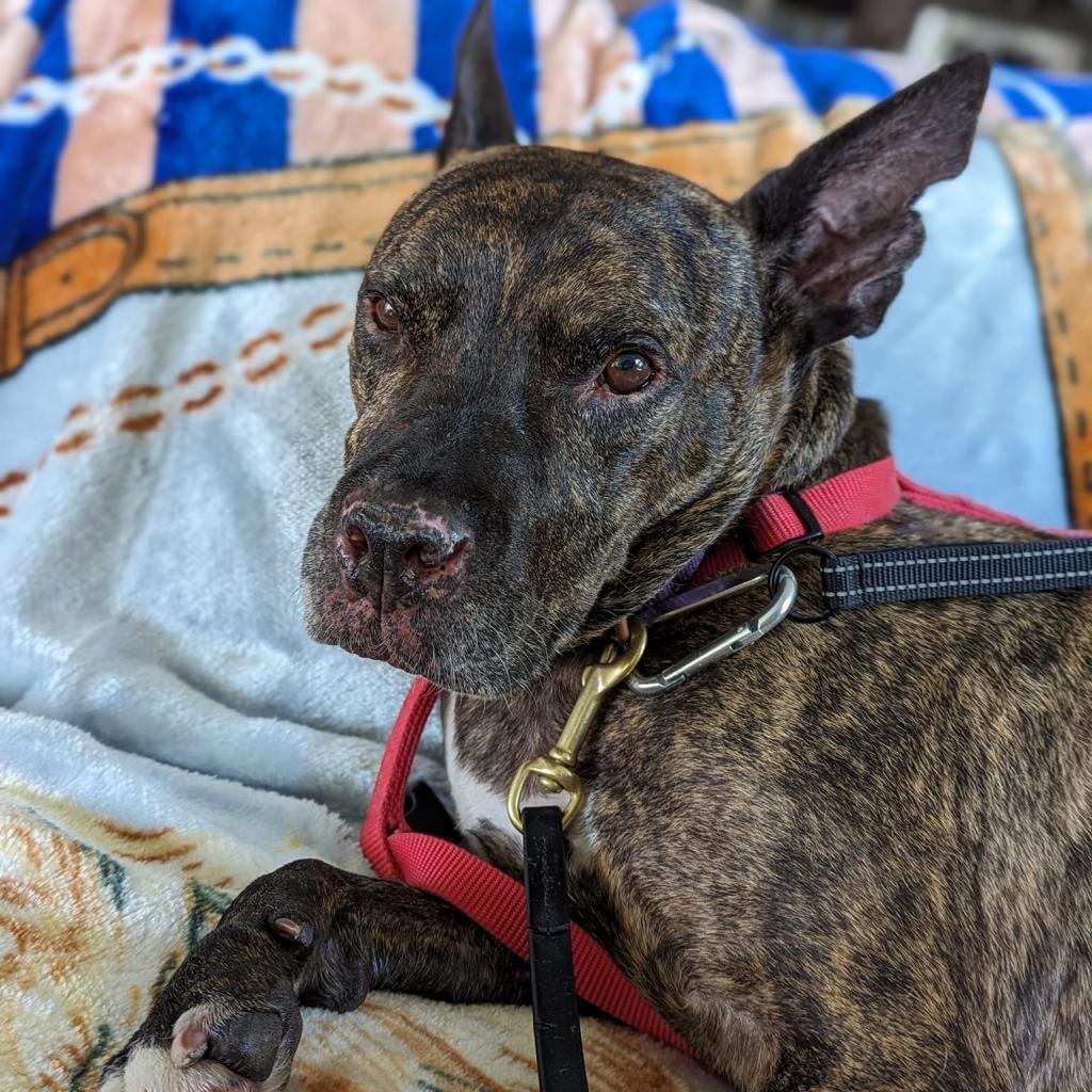 Enlarge Rando, a Adoptable Mixed Breed in Naples, FL image 6/6