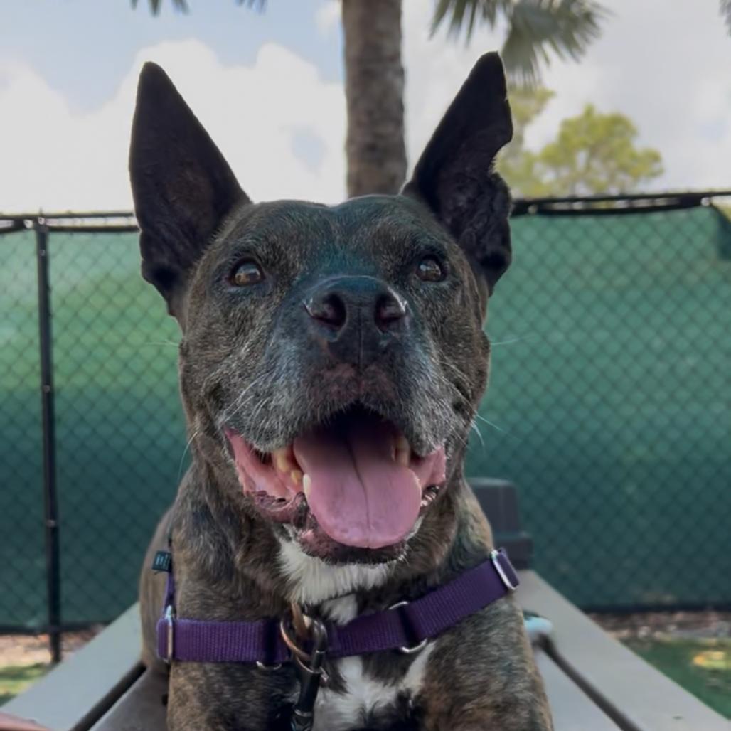 Enlarge Rando, a Adoptable Mixed Breed in Naples, FL image 6/6