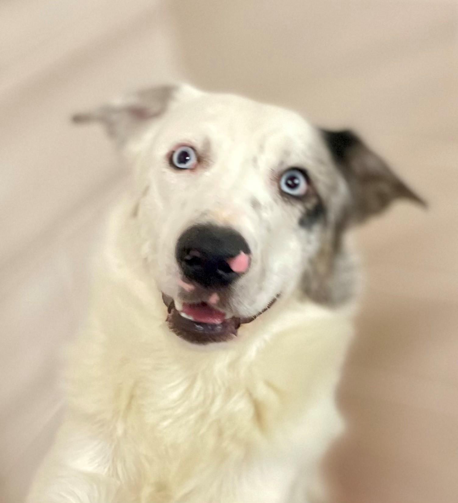 Enlarge Dutton, an adoptable mixed breed in Hamilton, ON image 5/5