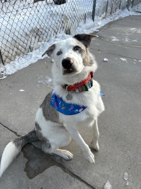 Enlarge Dutton, an adopted mixed breed in Hamilton, ON image 5/6