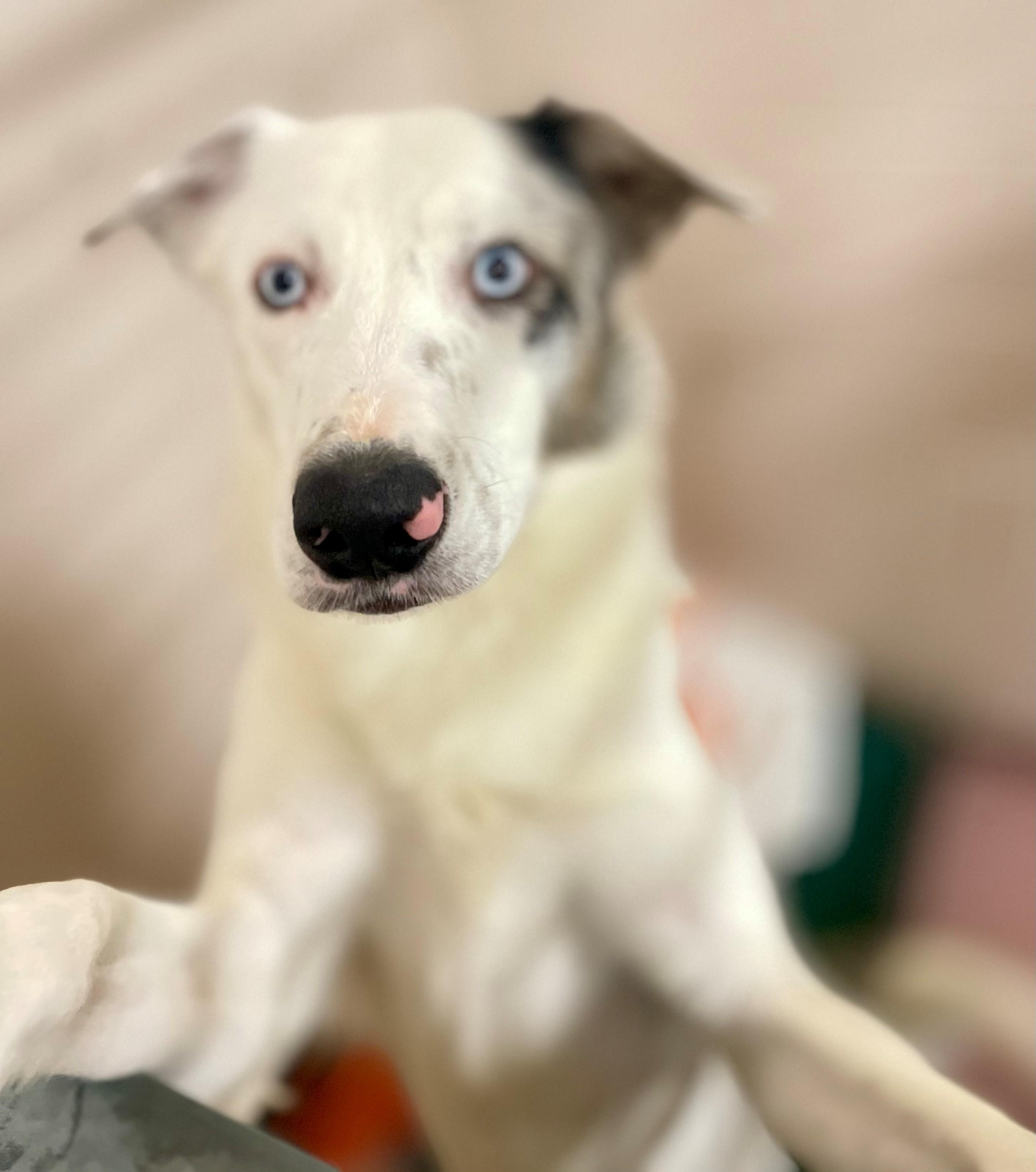 Enlarge Dutton, an adoptable mixed breed in Hamilton, ON image 2/5