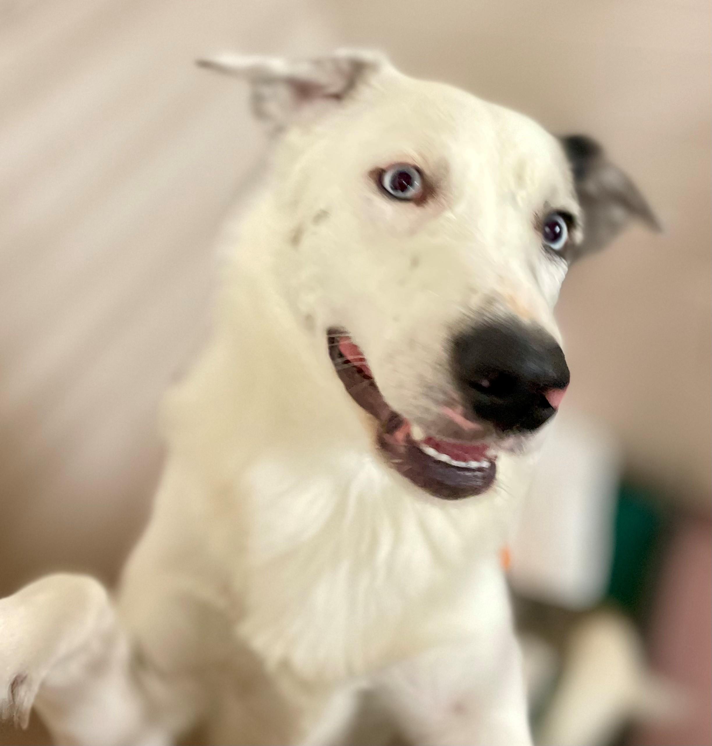 Dutton, adoptable, Adult Male Border Collie & Australian Shepherd.