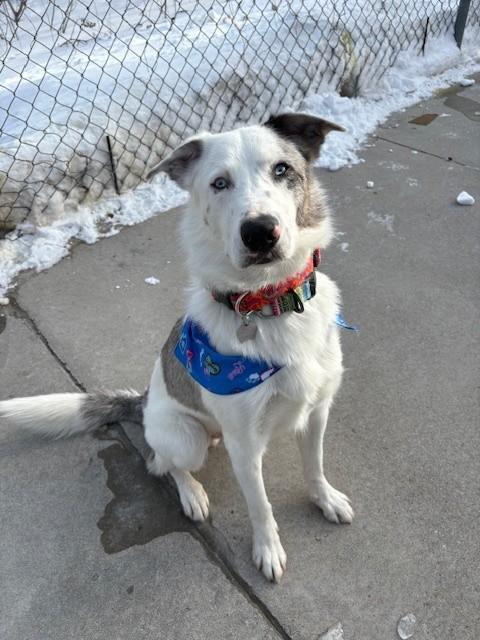 Enlarge Dutton, an adopted mixed breed in Hamilton, ON image 4/6