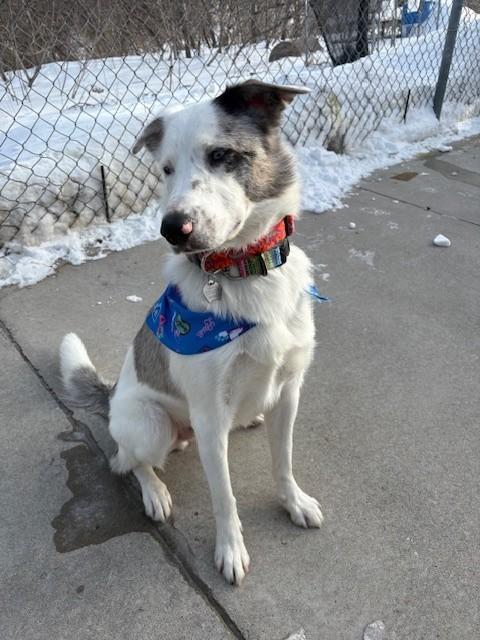 Enlarge Dutton, an adopted mixed breed in Hamilton, ON image 6/6