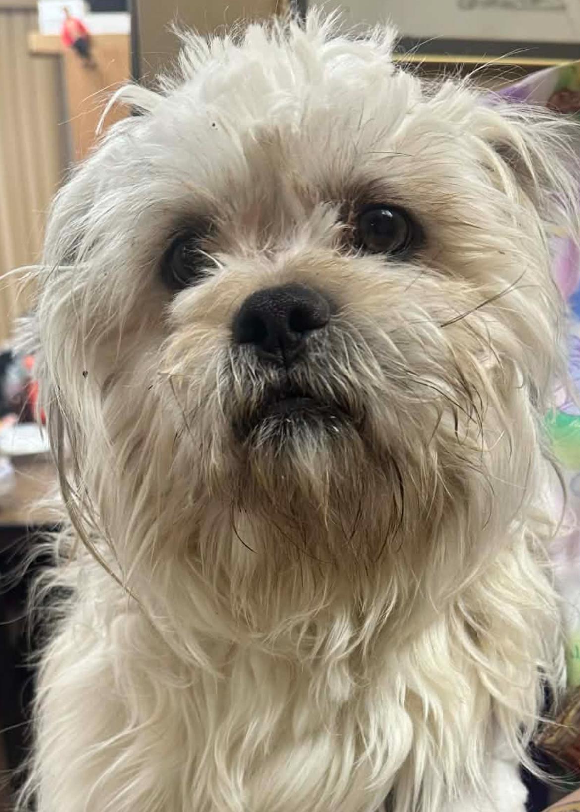 Enlarge Dwight, an adopted mixed breed in Longmont, CO image 1/1