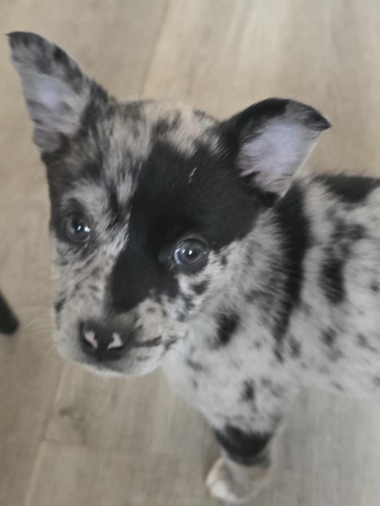 Laudine, Adoptable, Puppy Female Australian Shepherd & Pomeranian.