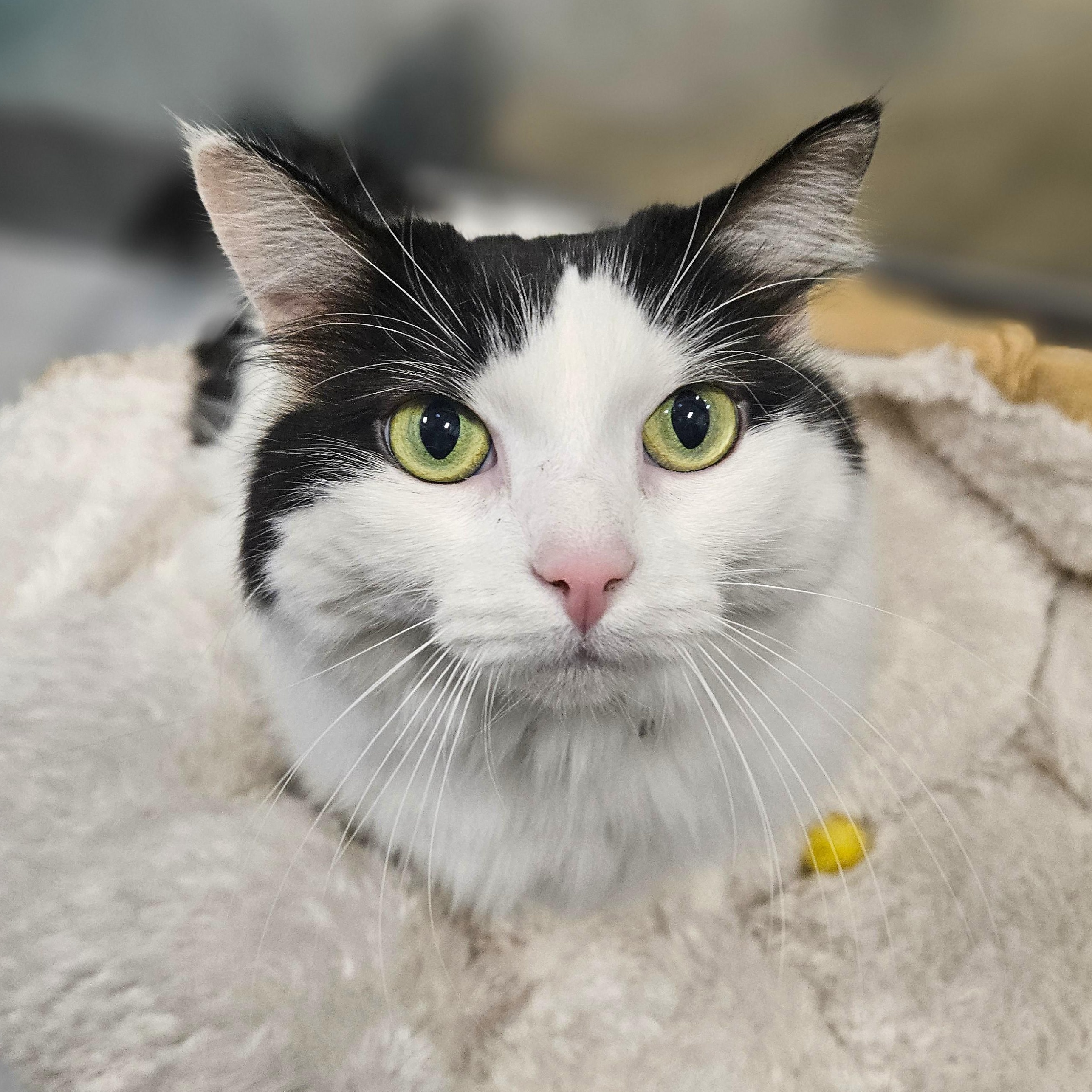 Joy, ADOPTABLE, Adult Female Domestic Long Hair.