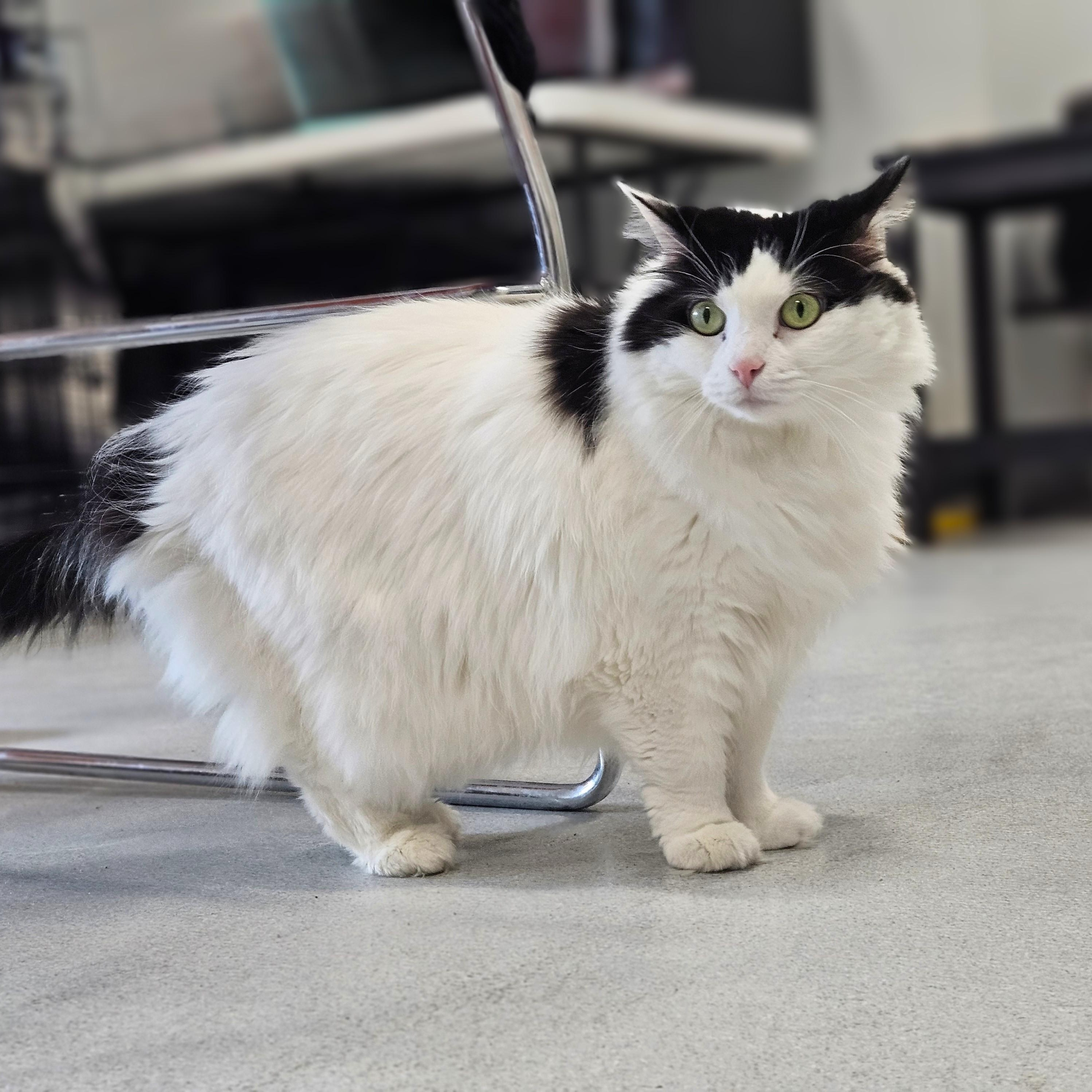 Joy, a ADOPTABLE Domestic Long Hair in Endicott, NY image 2/4
