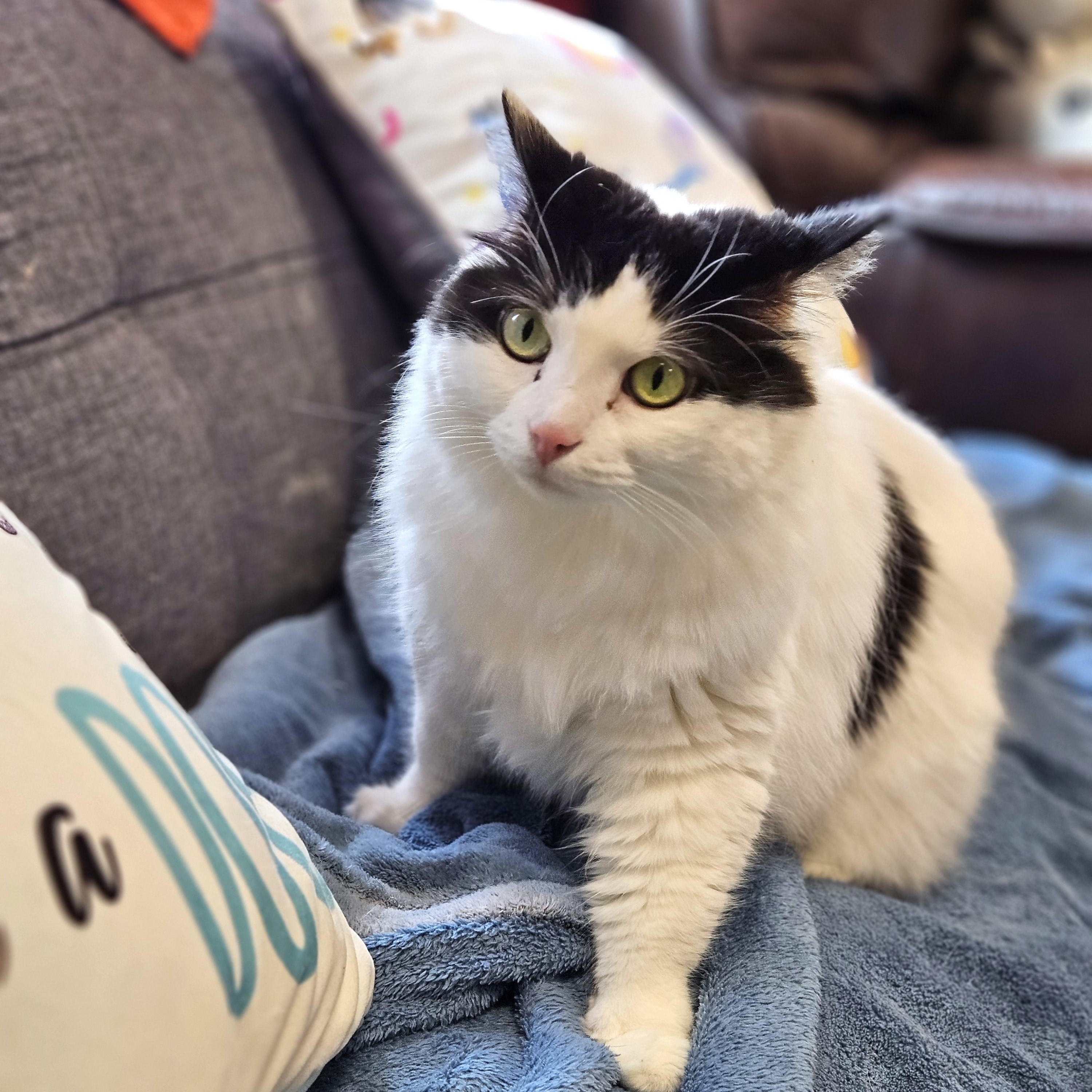 Joy, a ADOPTABLE Domestic Long Hair in Endicott, NY image 3/4