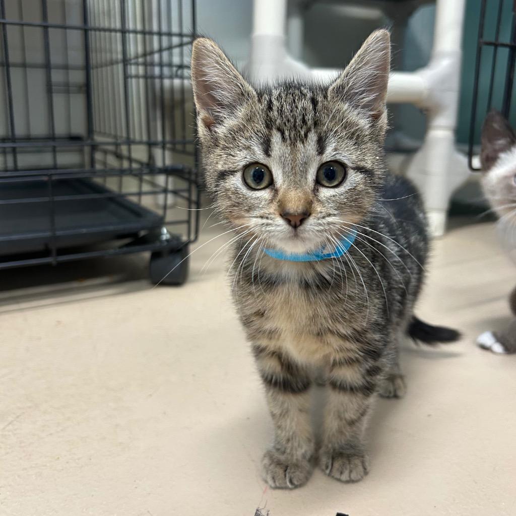 Royal, Adopted, Kitten Female Domestic Short Hair.