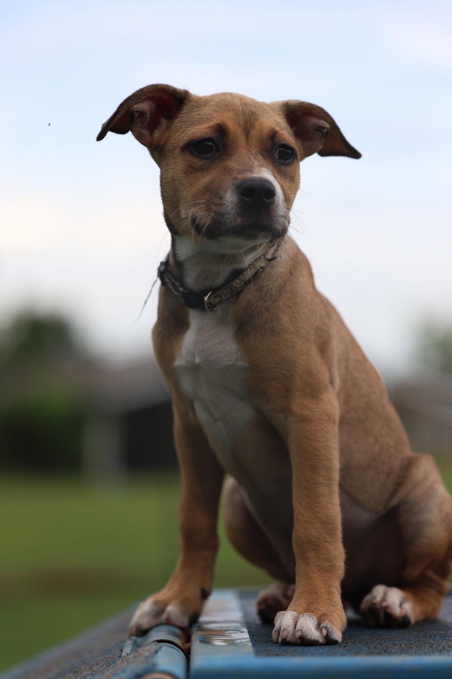 Babka, Adopted, Young Female Terrier.