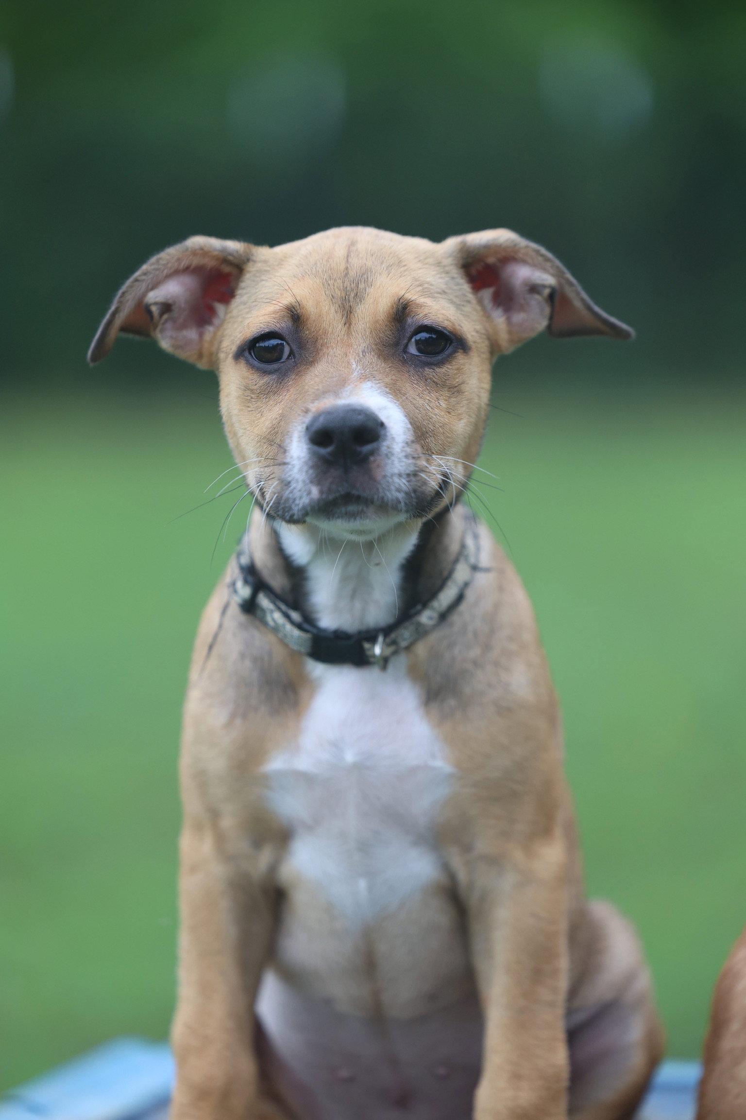 Babka, a Adopted Terrier in Greenville, SC image 3/3