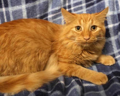 Enlarge Bobo, a Adoptable mixed breed in Thief River Falls, MN image 1/1