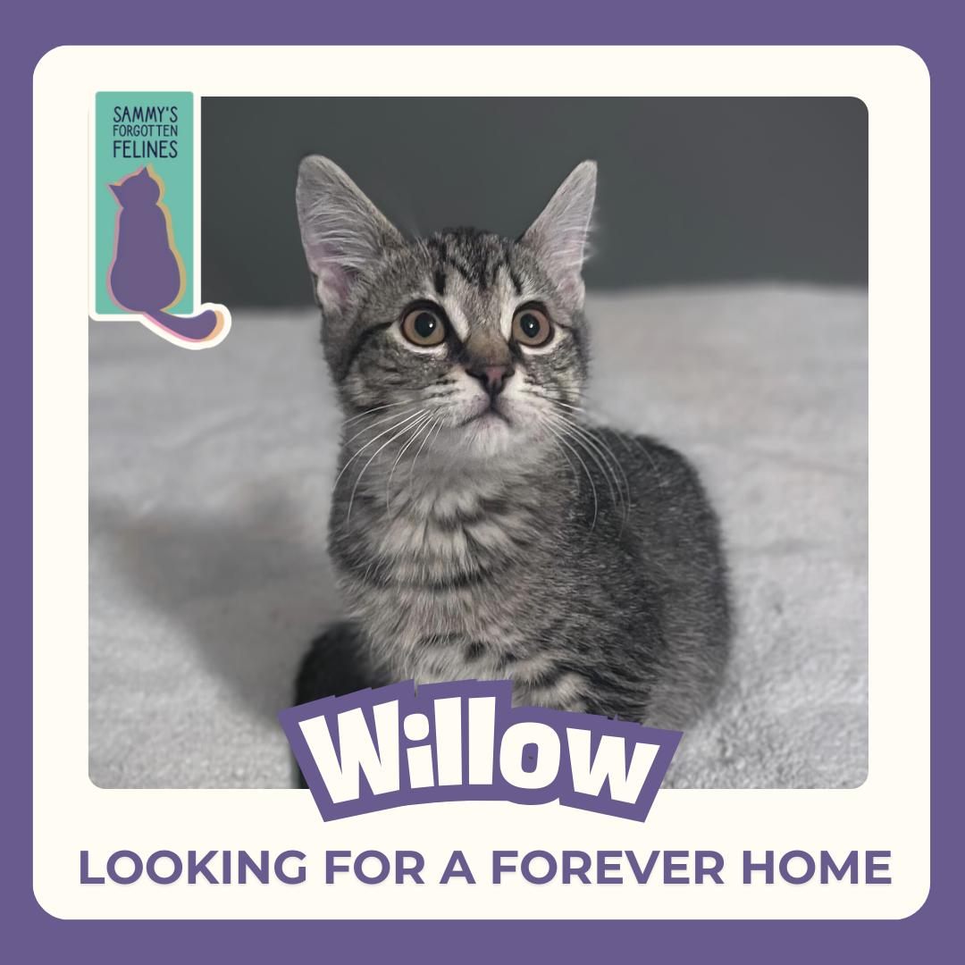 Willow, Adopted, Young Female Domestic Short Hair.
