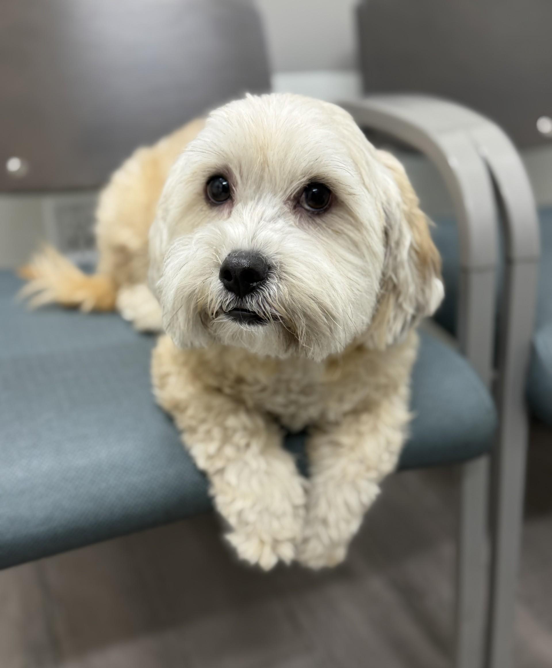 Jack 4, adopted, Adult Male Shih Tzu.