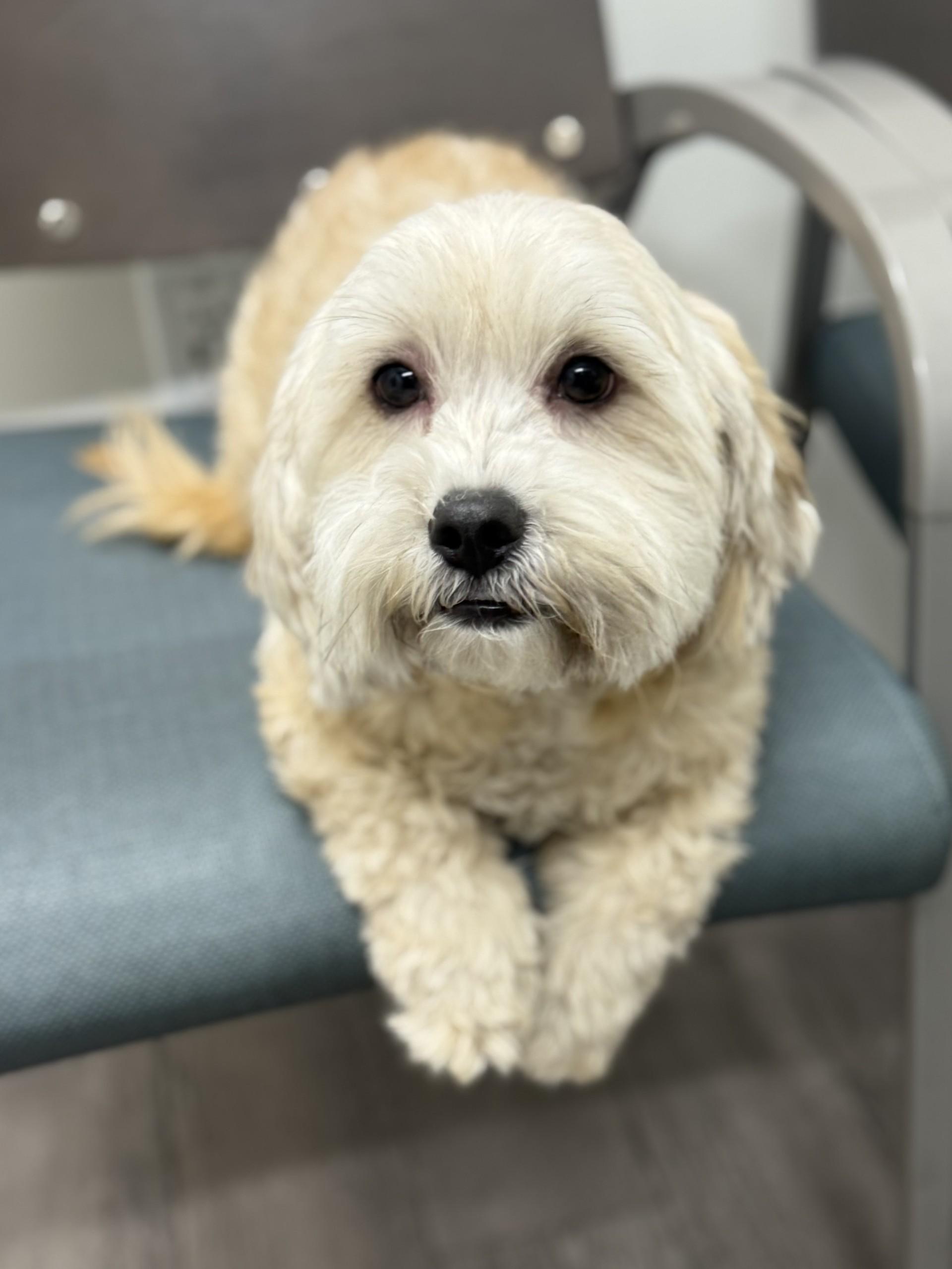 Jack 4, an adopted mixed breed in Los Alamitos, CA image 3/6