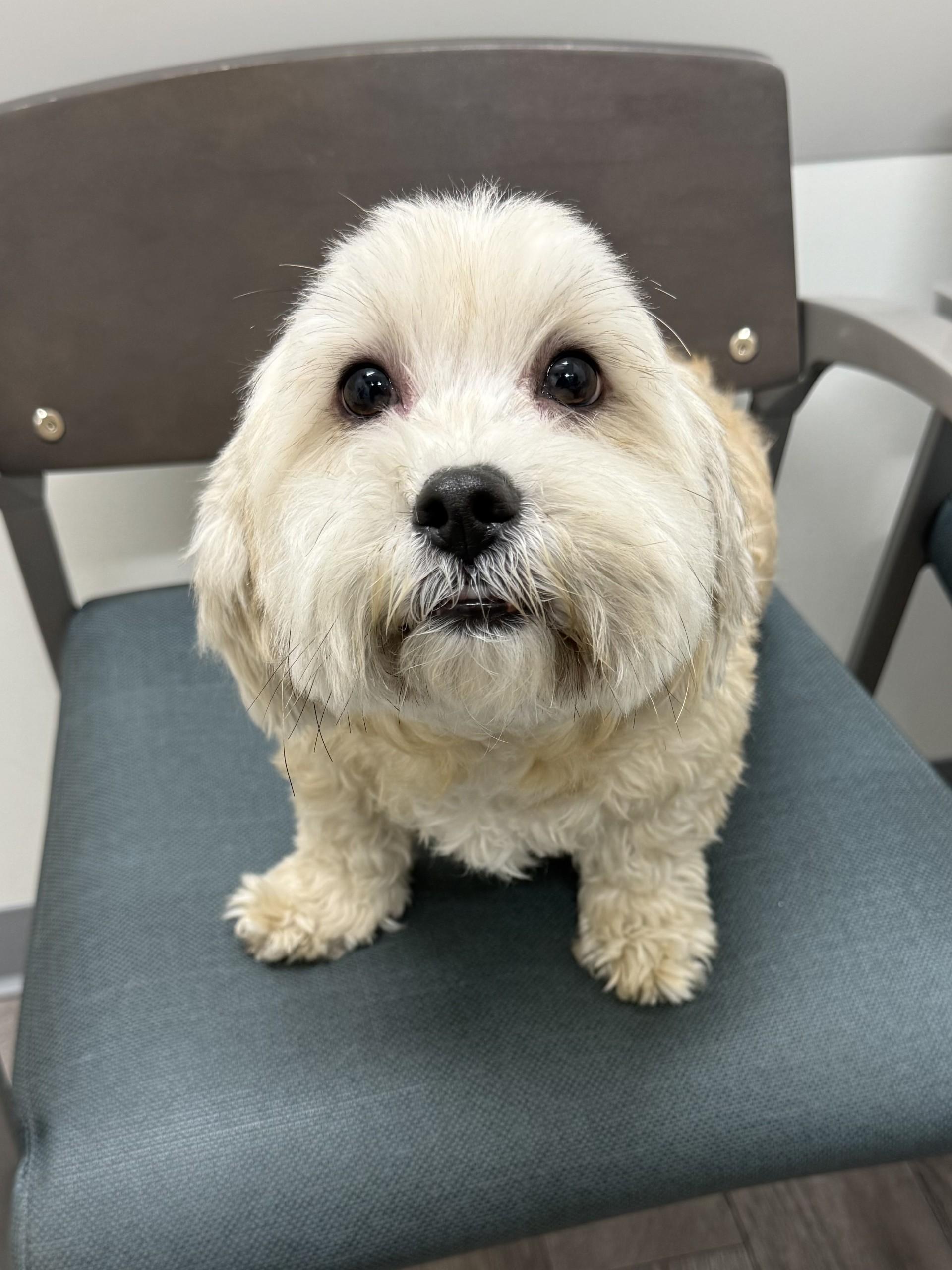 Jack 4, an adopted mixed breed in Los Alamitos, CA image 5/6