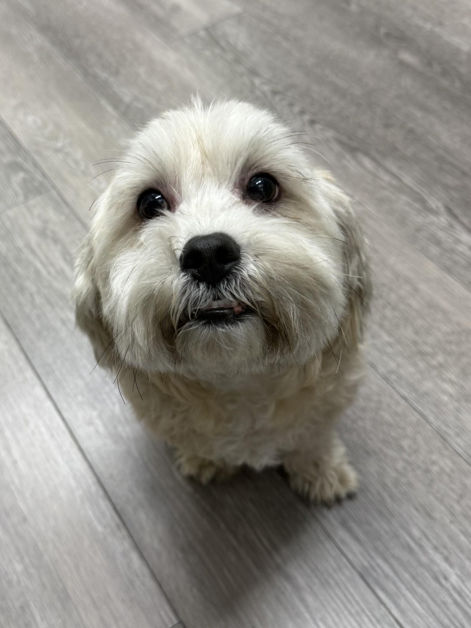 Jack 4, an adopted mixed breed in Los Alamitos, CA image 6/6