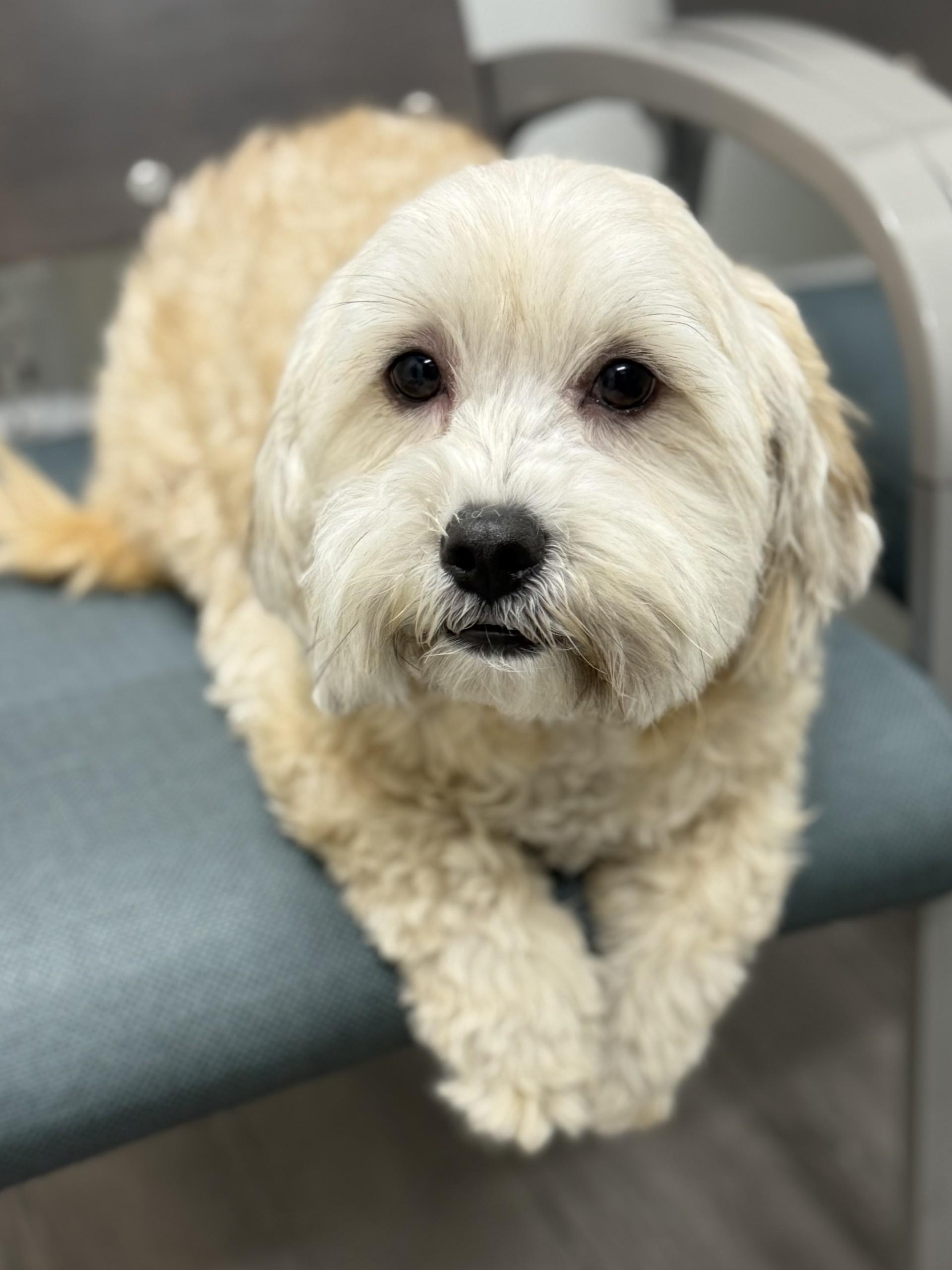 Jack 4, an adopted mixed breed in Los Alamitos, CA image 4/6